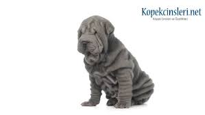 Shar Pei Ozellikleri Ve Bakimi Tarihte Bilinen En Korumaci Kopek
