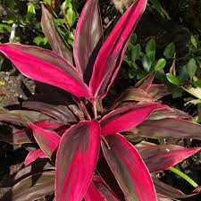 Check spelling or type a new query. Cordyline Terminalis Gold Edge Red Sister Vintage Green Farms With Tom Piergrossi