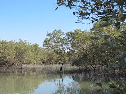 Image result for Avicennia marina