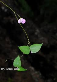 Image result for Dolichos trilobus