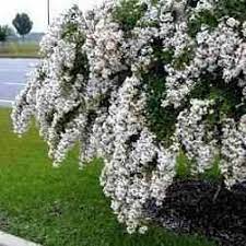 The 'acoma' crape myrtle tree will grow as far north as new york over to michigan and south to florida and texas. Buy Acoma Crape Myrtle Tree From Ty Ty Nursery