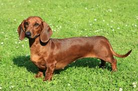 Süße hunde in den besten hundevideos im netz, aus youtube & co. Die 22 Sussesten Hunderassen Der Welt Mit Bildern Edogs