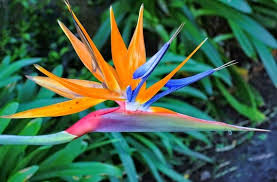 Strelitzia Reginae Bird Of Paradise Plant Varieties Pin On Bird Of Paradise