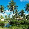 Download gambar mewarnai pohon kelapa dan buah kelapa. Https Encrypted Tbn0 Gstatic Com Images Q Tbn And9gcszk7llpzd6txm4faywmn28sao4 Hml6oqcqaxglre3g0d Xjm1 Usqp Cau