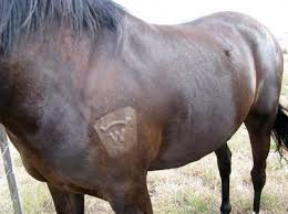 How big should freeze brands be for cattle? Does Freeze Branding Hurt Equine Quick Response Blog