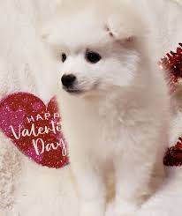 Black American Eskimo Dog Price Toy Paisley In 2020 Puppies American Eskimo Puppy Puppy Finder