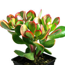 Image result for Crassula lanceolata