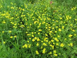 Image result for Dipsacus pinnatifidus