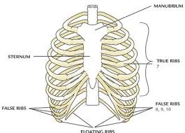 In vertebrate anatomy, ribs (latin: Which Organ Sits In The V Part Of The Ribs Herenow4u Net Publications Books Online Preksha It S Easy To Feel The Bottom Of This Cage By Running