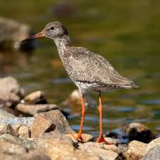 Image result for Entada wahlbergii