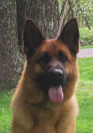 This breed is large, agile, and strong. German Shepherd Breeder In Pa German Showline German Shepherds Md Va Nj