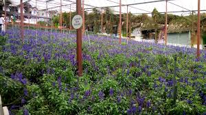 During public holidays, the road in front of the attraction can become massively jammed. Go Lavender Day At Cameron Highlands