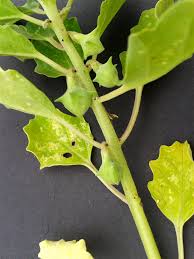 Image result for Pedalium