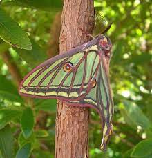 The spanish moon moth (graellsia isabellae) female. Graellsia Isabellae Graells 1849 Spanish Moon Moth