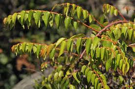 Image result for Gerrardina