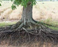 Image Result For Tree Of Lots Of Roots Tree Roots Tree Cedar Trees