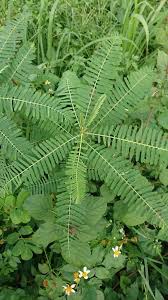 Image result for Sesbania sesban