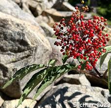 Image result for Secamone racemosa