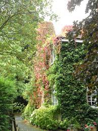 Over Grown Ivy And Autumn Colours Gould Firm Lane Aldridge Walsall West Midlands England Gorgeous Gardens Beautiful Gardens Dream Garden