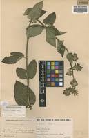 Image result for Dissotis brazzae