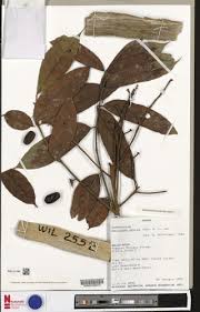 Image result for Pachylobus edulis