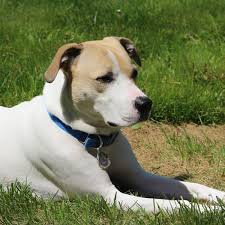 Both begin in the urinary tract, but can spread to other parts of the body such as the liver, kidney, spleen, and bones. Dog Bladder Cancer Life Expectancy Dog Discoveries