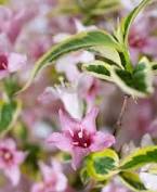 This tough plant is especially suited for urban environments where it. 69 99