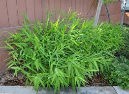 Image result for Chasmanthium latifolium