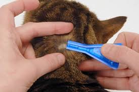 Permethrin Poisoning In Cats International Cat Care Cat Fleas Cat Care Fleas