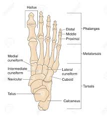 Drawing To Show The Bones Of The Right Foot Dorsal Or Top View