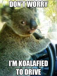 Chauffeur Koala Funny Animal Jokes Funny Cartoons Jokes Funny Animal Memes