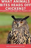 What kills a chicken and just eats the head?