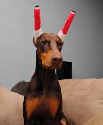Ear Posting Directions A Photo Tutorial Of My Method Doberman Forum Doberman Breed Dog For Doberman Pinscher Natural Ears Doberman Pinscher Doberman Breed