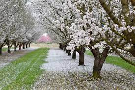 We did not find results for: Almond Blossoms Beautiful Trees With White Flowers In Spring On The Field Stock Photo Picture And Royalty Free Image Image 37128295