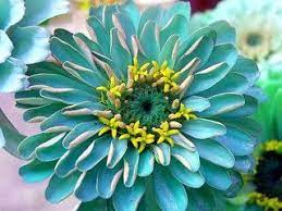 Pretty Blue Zinnia With Yellow Tiny Center Flowers For Sweet Tereza Terezadelpilar Flowers Perennials Flower Seeds Zinnias