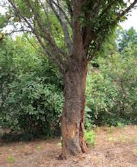 He looked like a leaf turned brown on the tree among the tree top filled with growing leaves. Tree Bark Can Split From Cold Temperatures Following Excessive Sun And Heat Caes Newswire