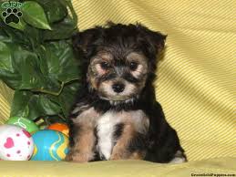 Simon Havashire Puppy For Sale From Quarryville Pa Havanese Puppies Puppies Dogs
