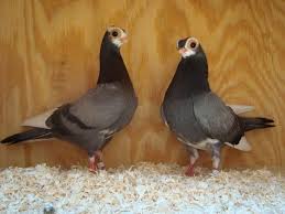 Budapest Pigeon Google Search Dove Pigeon Pigeon Bird