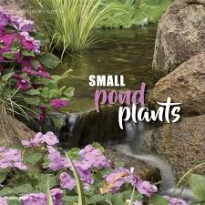 In a few words, dwarf water lilies make the joy of growing pond plants even more accessible to more gardeners. Small Plants For Small Ponds About The Garden Magazine