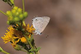 Image result for Strychnos mellodora