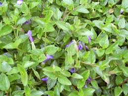 Image result for Torenia thouarsii