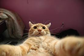 Starting in early 2018, the photographs have been used in memes on instagram, ifunny and reddit, often paired together with walter, staring hamster and other staring animals. Psbattle This Cat Looking Down At The Camera Photoshopbattles