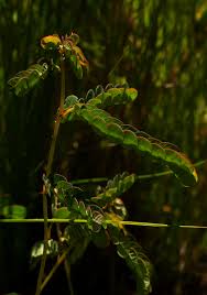 Image result for Phyllanthus nyikae