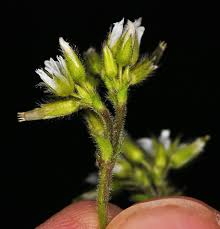 Image result for Cerastium glomeratum