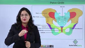Locomotion And Movement Pelvic Girdle Hindi Youtube