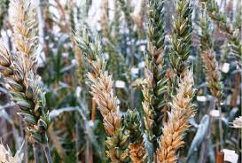 1 Severe symptoms of Fusarium head blight in wheat (cv. Passat by... |  Download Scientific Diagram