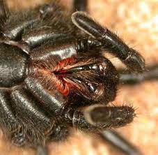 Spider Bite Wikipedia