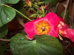 Image result for Stictocardia