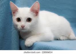 All White Kitten Stock Photo 1077359210
