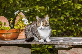 To keep insects away from the feeders (2 hanging 32 oz. Do Moth Balls Keep Cats Away From Your Garden Ehow Com Cat Repellant Toxic Plants For Cats Angora Cats